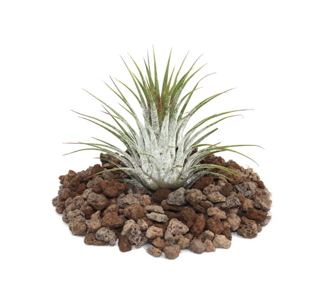 Tillandsia ionantha ionantha - lose Pflanze