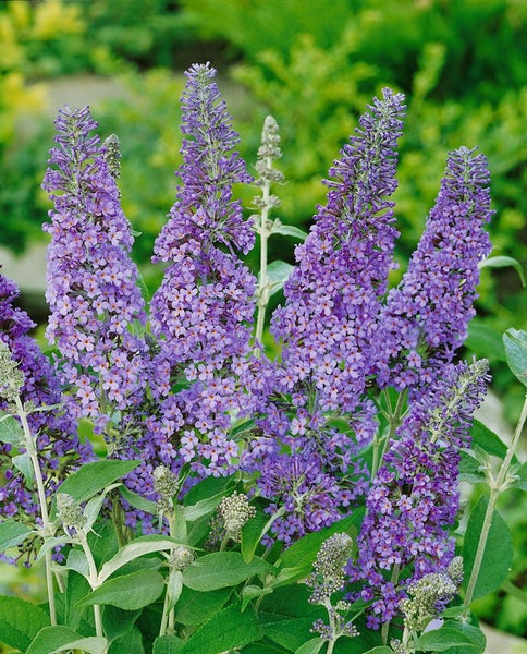 Buddleja 'Lochinch', Schmetterlingsflieder, lavendelblau, 40–60 cm
