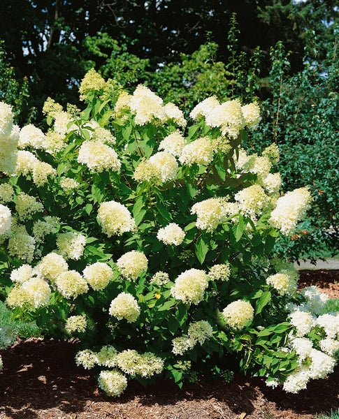 Rispenhortensie im Gartenbeet