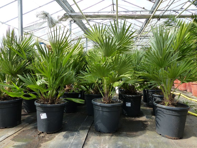 Palme Vulcano 70 cm Zwergpalme Chamaerops Humilis, winterhart bis -12°C