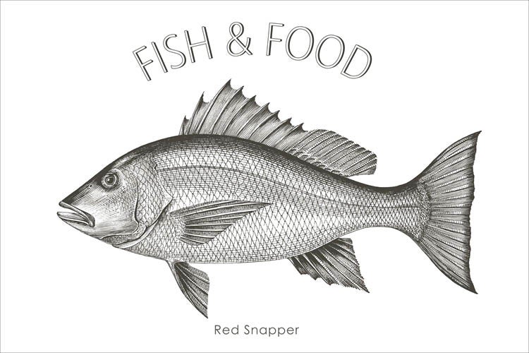 Illustration eines Roten Schnappers mit der Aufschrift Fisch und Essen