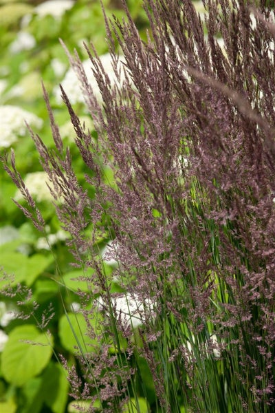 Calamagrostis x acutiflora 'Avalanche', Ziergras, ca. 9x9 cm Topf