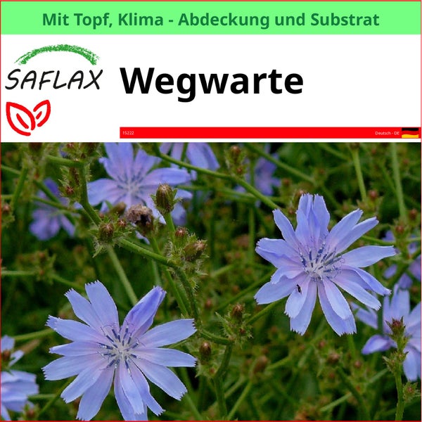 SAFLAX Wegwarte im Topf mit Klimaabdeckung und Substrat