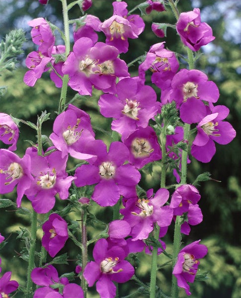 Verbascum phoeniceum 'Violetta', violett, ca. 9x9 cm Topf