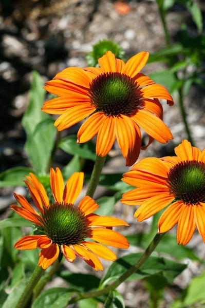 Echinacea purpurea 'Tangerine Dream', Sonnenhut, orange, ca. 11x11 cm Topf