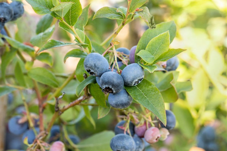 Reife Heidelbeeren am Strauch mit grünen Blättern im Garten
