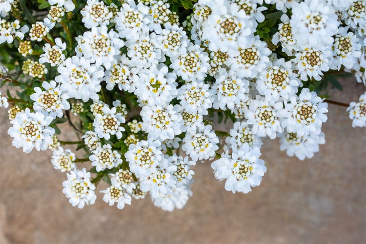 Iberis sempervirens 'Zwergschneeflocke', Schleifenblume, weiß, ca. 9x9 cm Topf