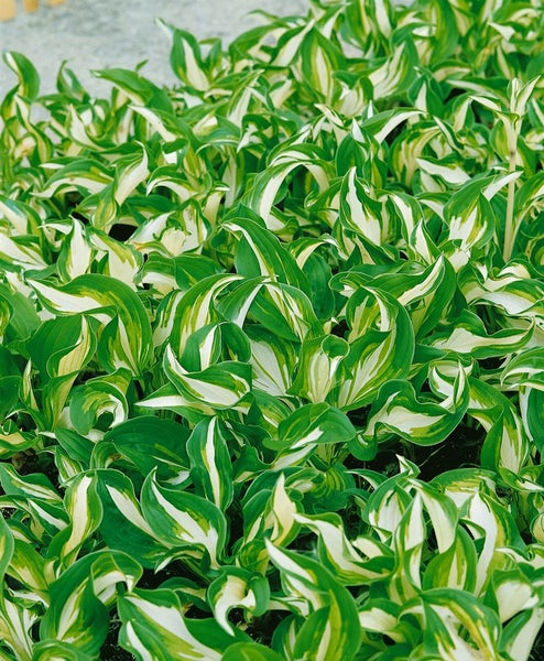 Hosta undulata 'Univittata', Funkie, grün-weiß, ca. 11x11 cm Topf
