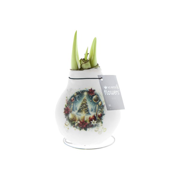 Amaryllis-Zwiebel mit Wachsüberzug, Weihnachtsbaum-Motiv und grünen Trieben, keine Bewässerung erforderlich, No Water Flowers Logo.
