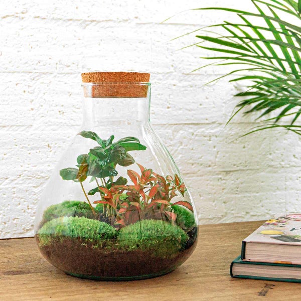 Flaschengarten Sammie - DIY-Pflanzenterrarium - 27cm - mit Kaffeepflanze