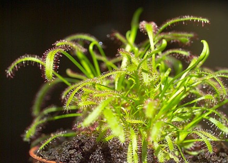 SAFLAX  - Sonnentau - Drosera capensis - 200 Samen - Mit keimfreiem Anzuchtsubstrat
