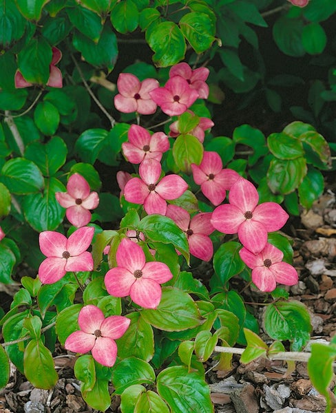 Cornus kousa 'Scarlet Fire', Japanischer Blumen-Hartriegel, rosa, 100–125 cm