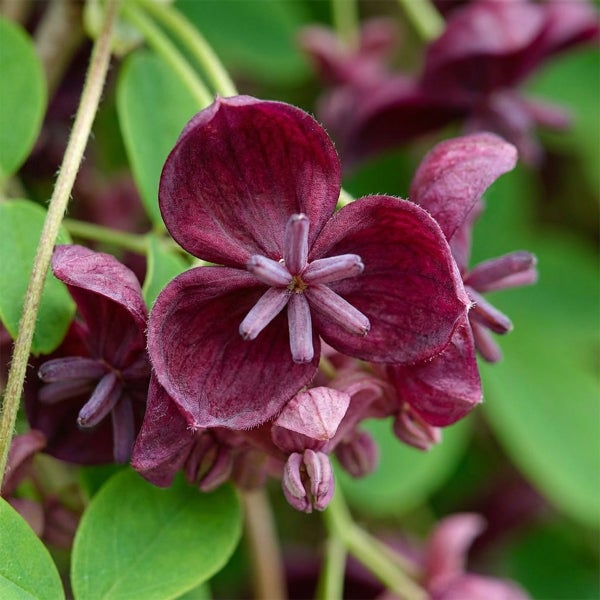 Nahaufnahme einer Blüte der Klettergurke Akebia quinata mit dunkelvioletten Blütenblättern und grünen Blättern