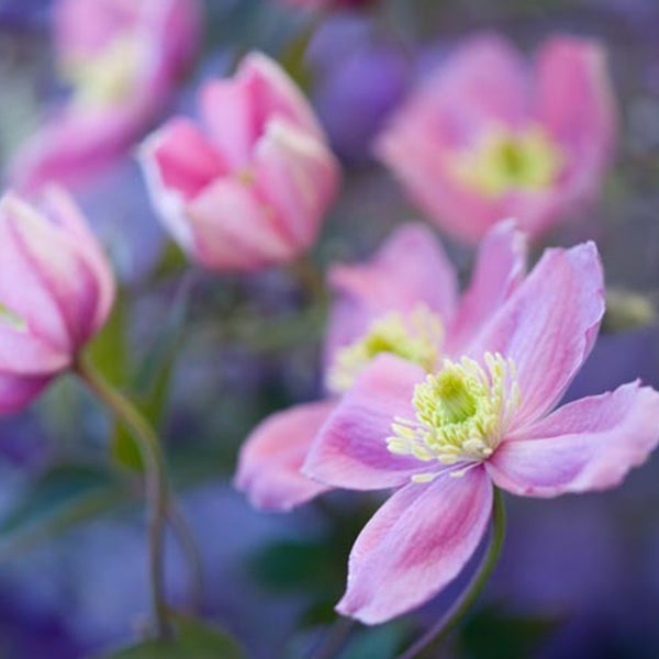 Nahaufnahme von rosa Waldrebenblüten