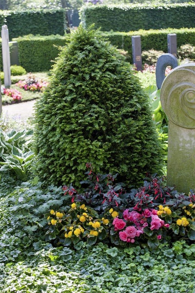 Friedhofsbepflanzung mit kegelförmigem Nadelbaum und verschiedenen Blumen