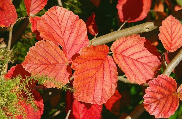 Hamamelis intermedia 'Ruby Glow', Zaubernuss, rot, 60–80 cm