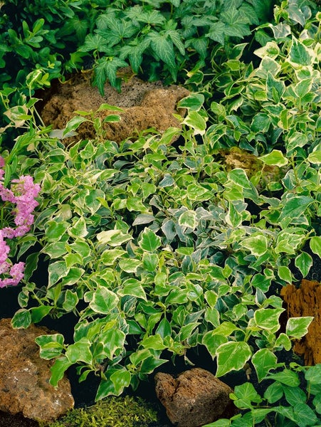 Hedera helix 'Little Diamond', Efeu, grün-weiß, ca. 9x9 cm Topf