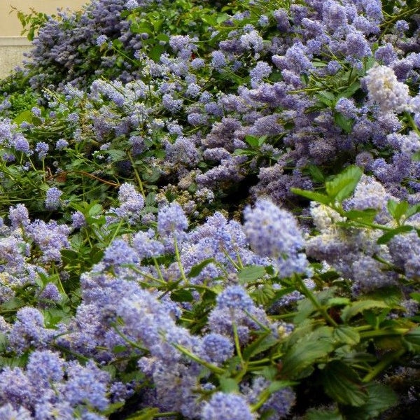 Blühende Säckelblumen Pflanze im Garten
