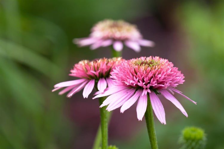 Echinacea purpurea, Sonnenhut, rosa, ca. 9x9 cm Topf