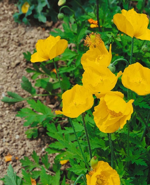 Meconopsis cambrica, Gelber Scheinmohn, ca. 9x9 cm Topf