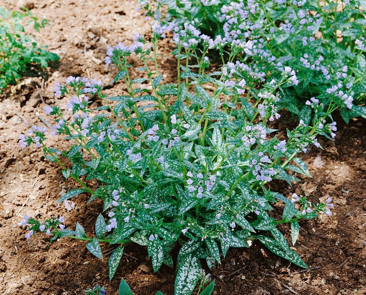 Lungenkrautpflanze mit lila Blüten im Gartenboden