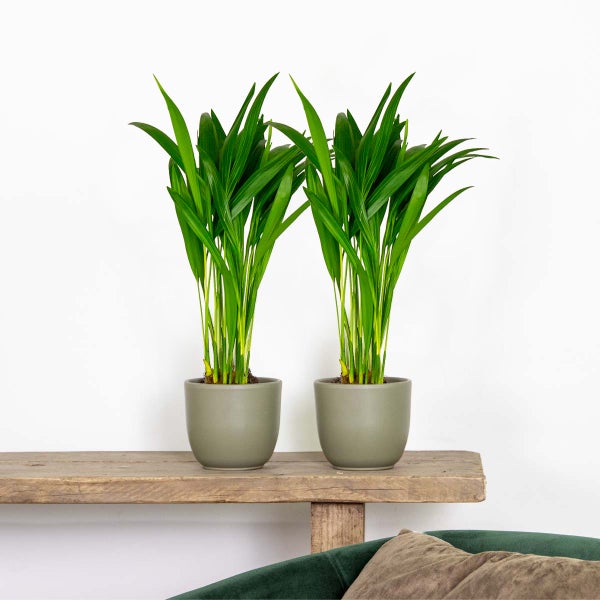 2x Dypsis Lutescens - Goldpalme - Zimmerpflanze - Pflegefreundlich – ⌀10,5 cm - ↕25-30 cm