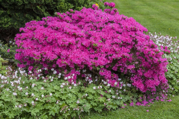 Rhododendron obt. 'Diamant Rosa', rosa Blüten, 20–25 cm