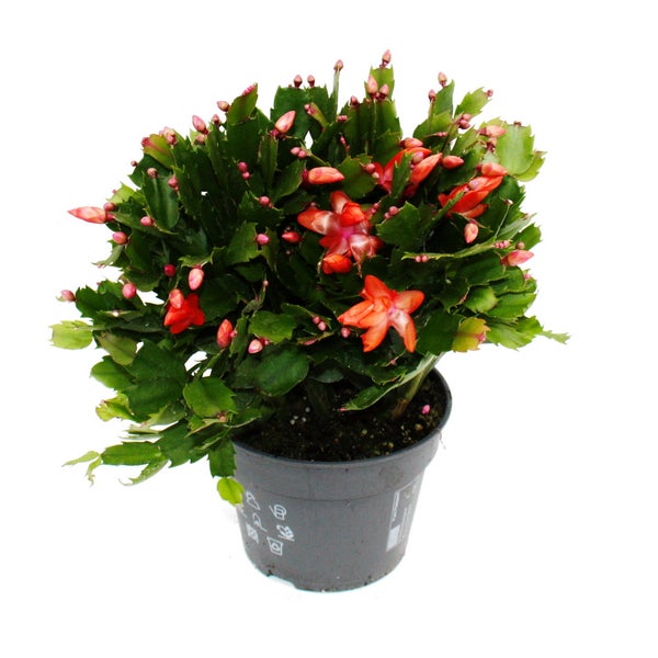 Großer Weihnachtskaktus - Schlumbergera - XXL - 17cm Topf - ca. 25-35cm hoch - rote Blüten