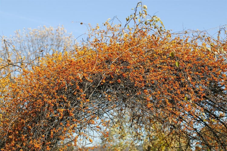 Celastrus orbiculatus 'Diana', Kletterspindel, 60–100 cm