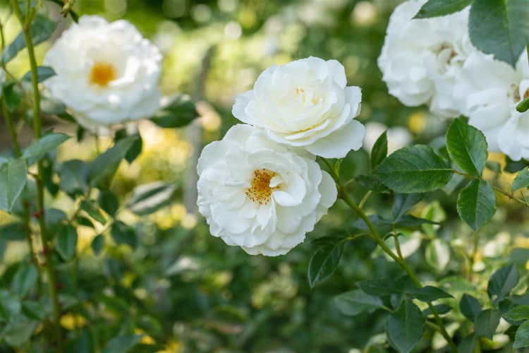 Nahaufnahme von weißen Rosenblüten mit grünen Blättern
