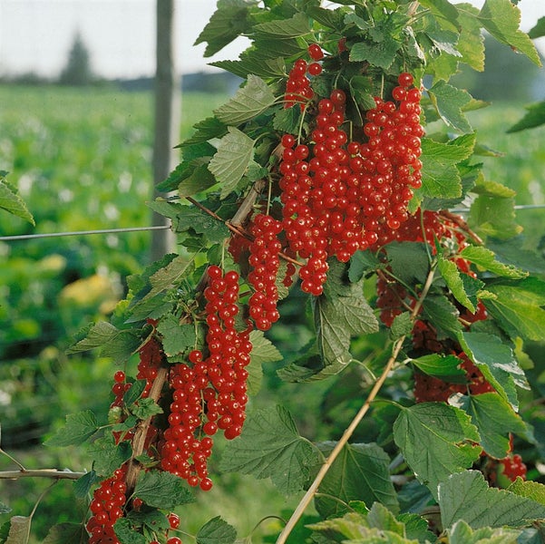 Ribes rubrum 'Rovada', Rote Johannisbeere, 30–40 cm