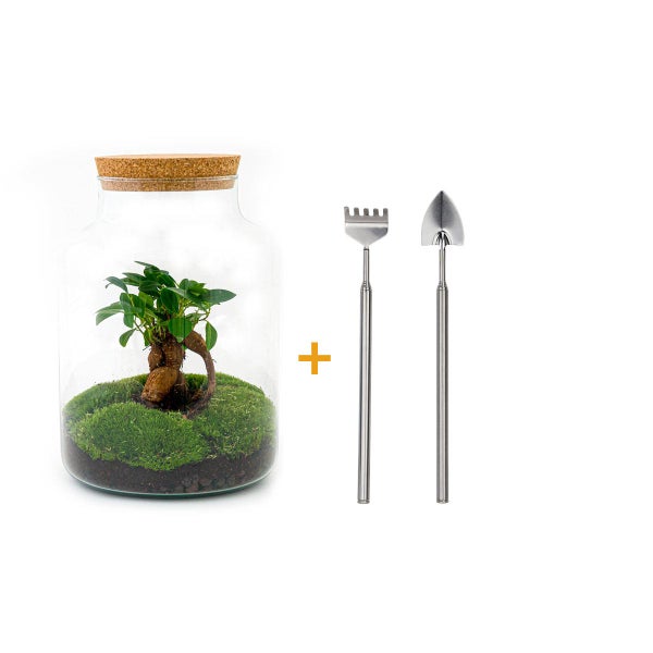 Flaschengarten Milky DIY Pflanzenterrarium  30 cm mit Ficus Bonsai incl. Rechen und Schaufel