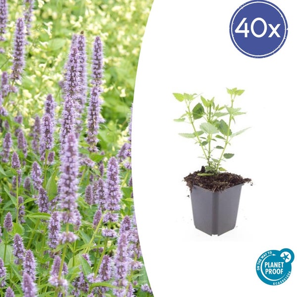 40 Stück Agastache Duftnesseln in Pflanztöpfen, blühendes Gartenbeet mit violetten Blüten, On the way to PlanetProof Zertifizierung.