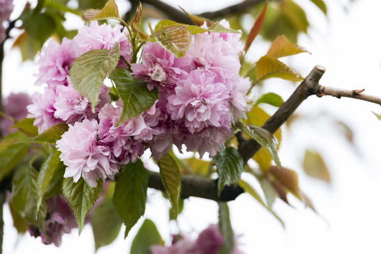 Prunus serrulata 'Kanzan', Japanische Blütenkirsche, rosa, 40–60 cm