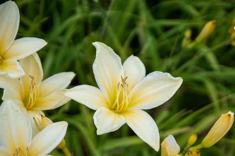 Hemerocallis x cult. 'Frances Fay', Taglilie, rosa, ca. 11x11 cm Topf