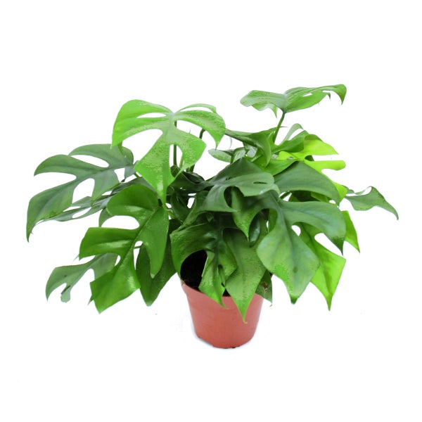 Zimmerpflanze Rhaphidophora tetrasperma Mini-Monstera mit grünen geschlitzten Blättern im Kunststofftopf.