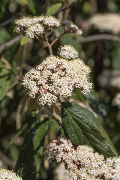 Viburnum rhytidophyllum, Immergrüner Schneeball, 40–60 cm