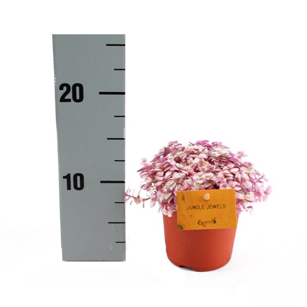 Callisia Rosato Pink Lady 11cm Topf