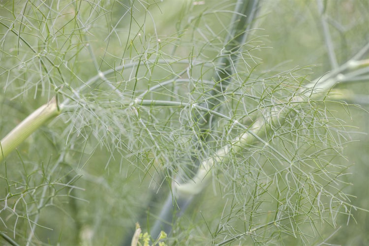 Foeniculum vulgare, Fenchel, aromatisch, ca. 9x9 cm Topf
