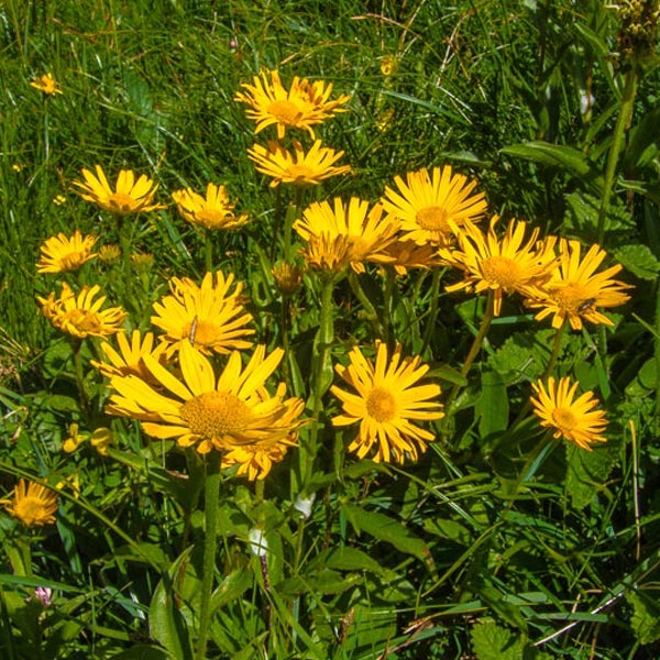 Gruppe von gelben Arnika-Blüten im Gras