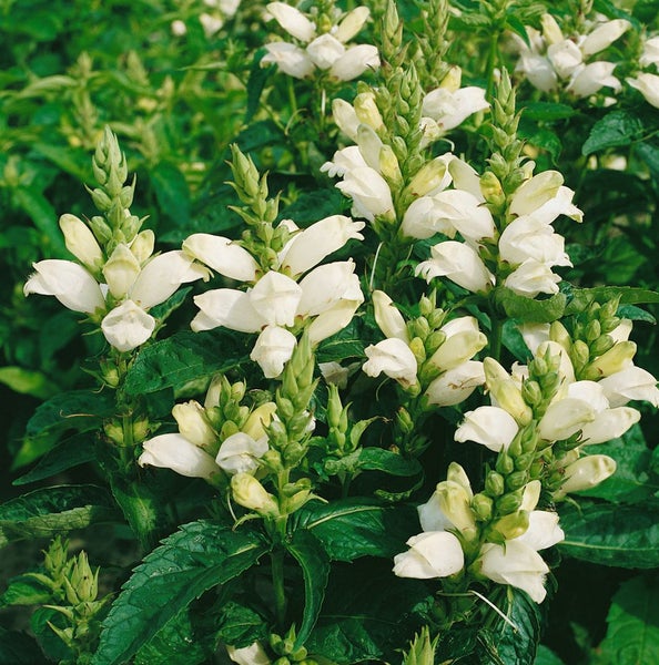 Chelone obliqua 'Alba', Schildblume, weiß, ca. 9x9 cm Topf