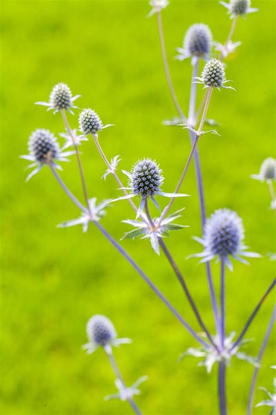 Eryngium planum, Flachblatt-Mannstreu, stahlblau, ca. 9x9 cm Topf