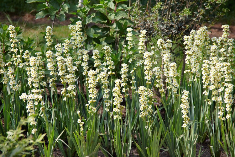 Sisyrinchium striatum, Gelbäugige Graslilie, ca. 9x9 cm Topf