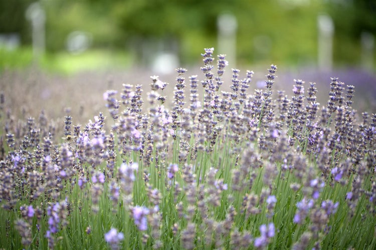 Lavandula angustifolia 'Munstead', Lavendel, violett, 5-7,5 Liter Container