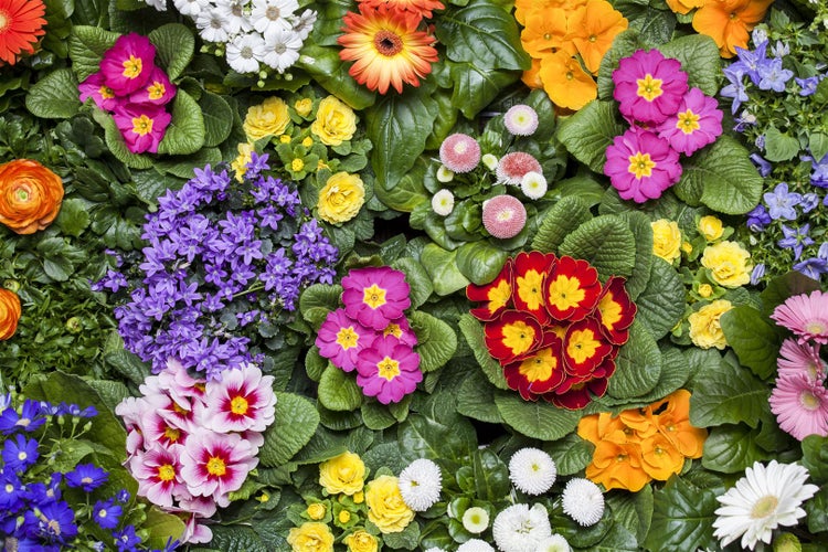 Vielfältige Blumenauswahl mit Primeln, Gerbera und Blauen Glockenblumen