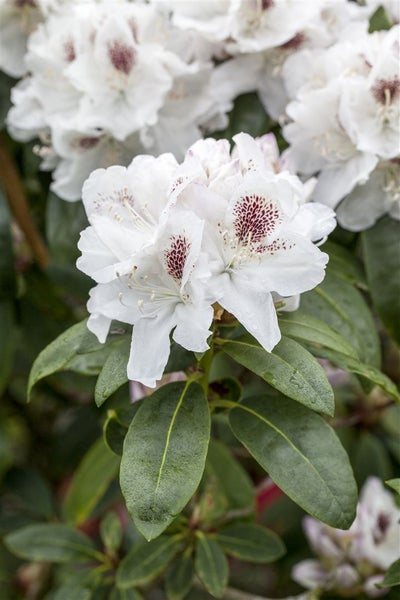 Rhododendron Hybr. 'Schneebukett', weiß, 30–40 cm