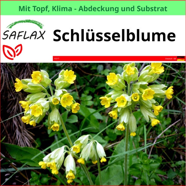 SAFLAX Garden to go - Schlüsselblume - Primula veris - 100 Samen - Mit Topf, Klima - Deckel und Anzuchtsubstrat