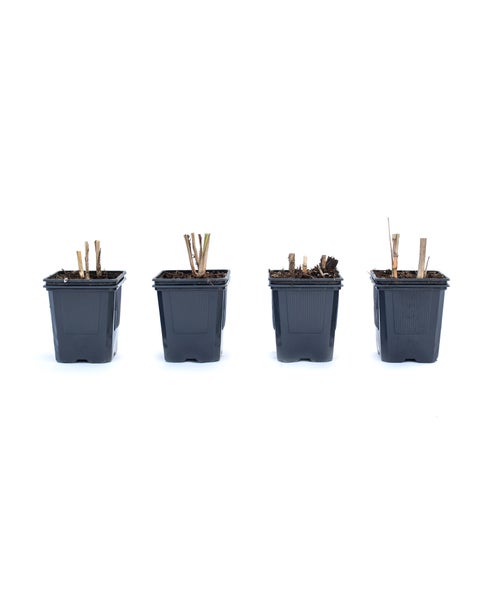 4 x Riesen Chinaschilf, ideal als Hecke und Sichtschutz, Miscanthus giganteus