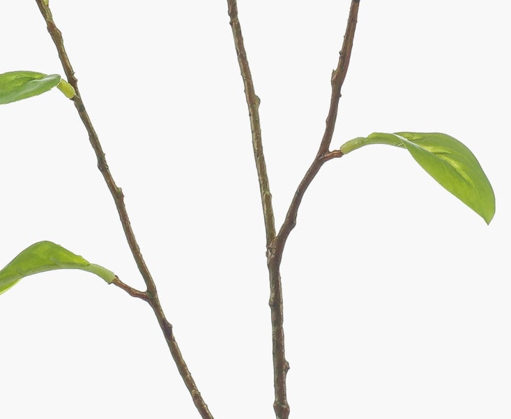 Künstliche Mussaenda-Blume mit pinken Hochblättern und grünen Blättern am Stiel.