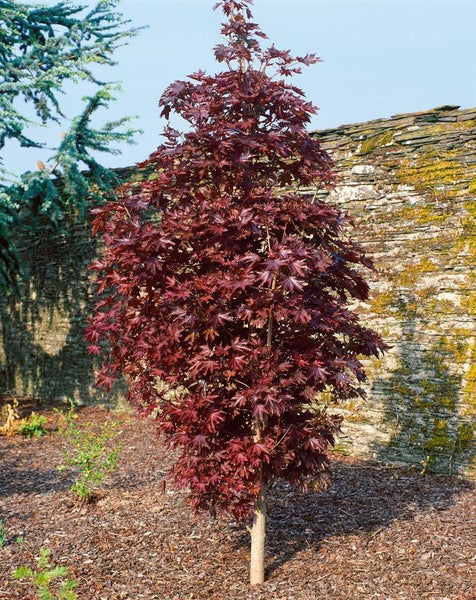 Japanischer Ahorn mit rotem Laub im Garten.